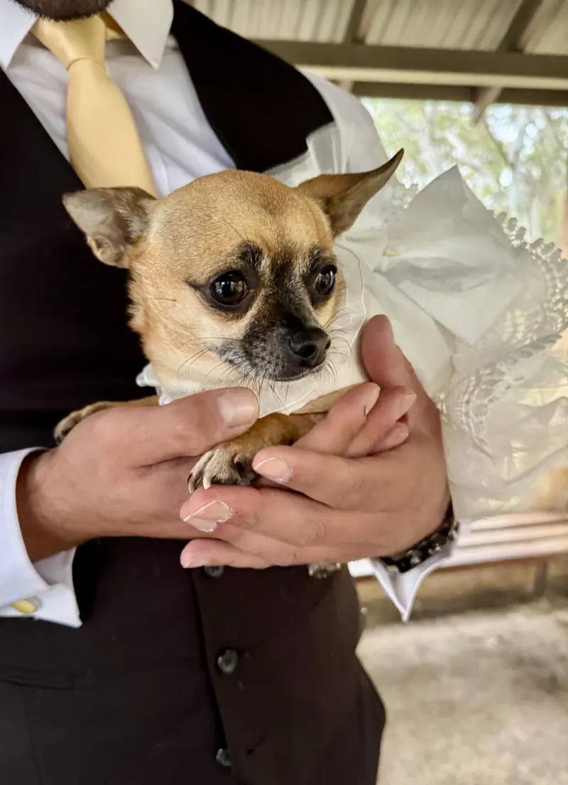 A groom holding a chihuahua dressed in a lace wedding collar